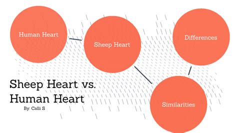 are sheep hearts similar to human hearts